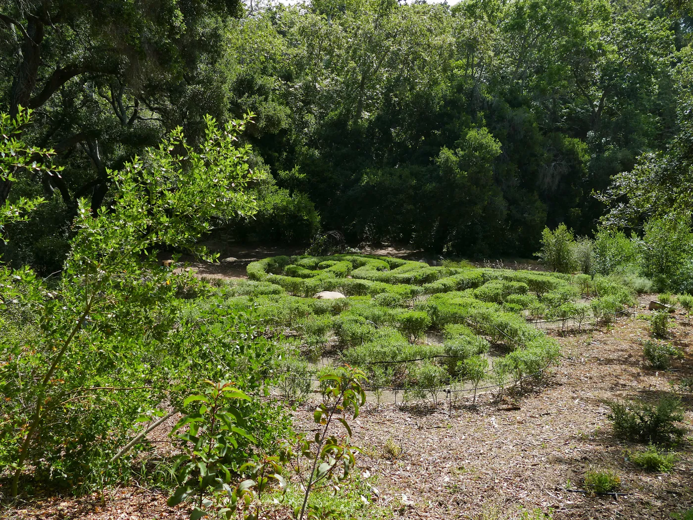 Centennial Maze