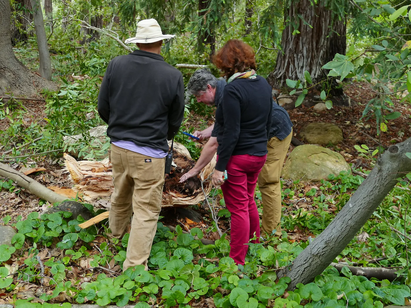 Inspecting fallen sycamore branch in the Redwood Section