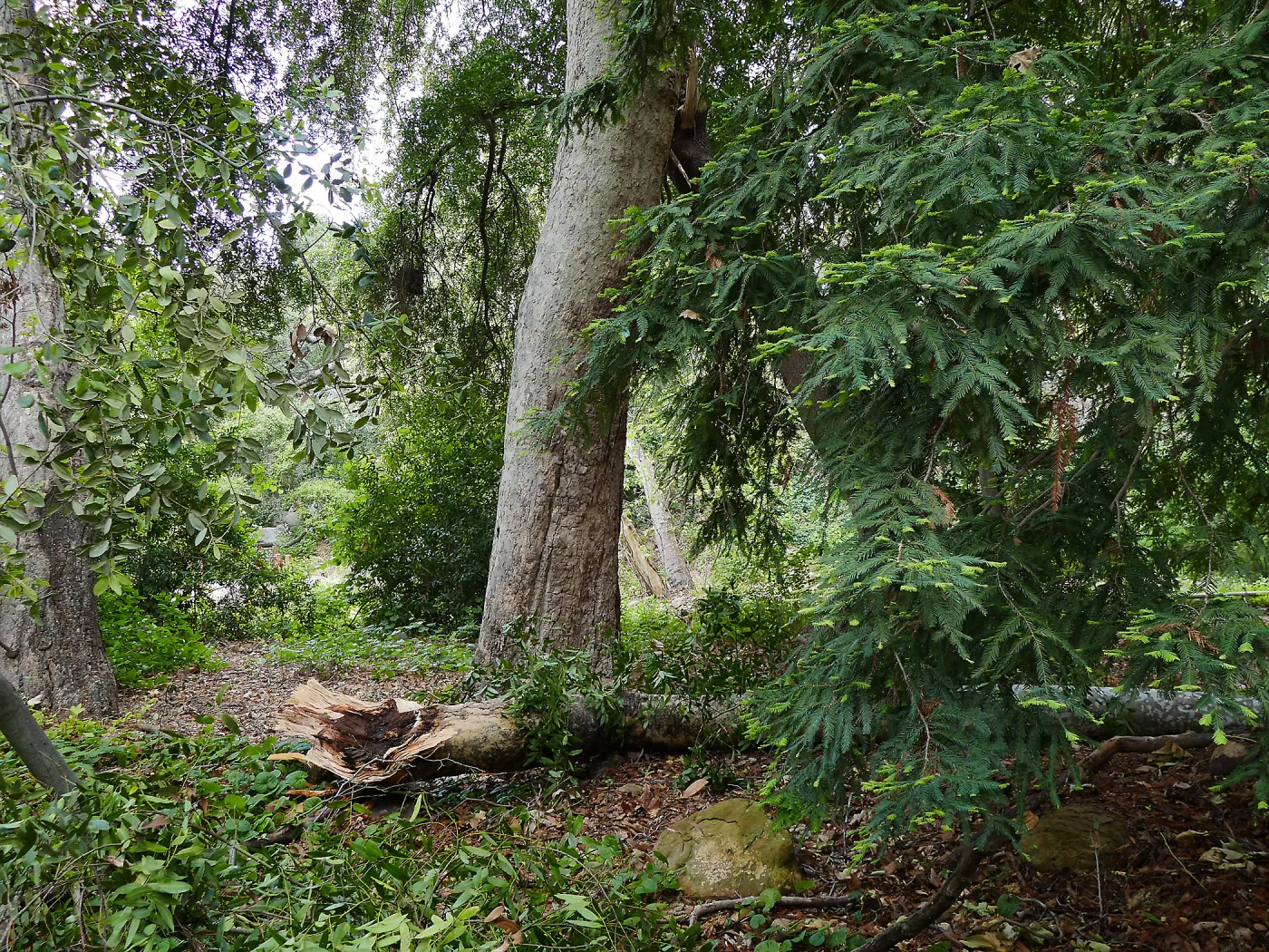 Fallen sycamore branch in the Redwood Section