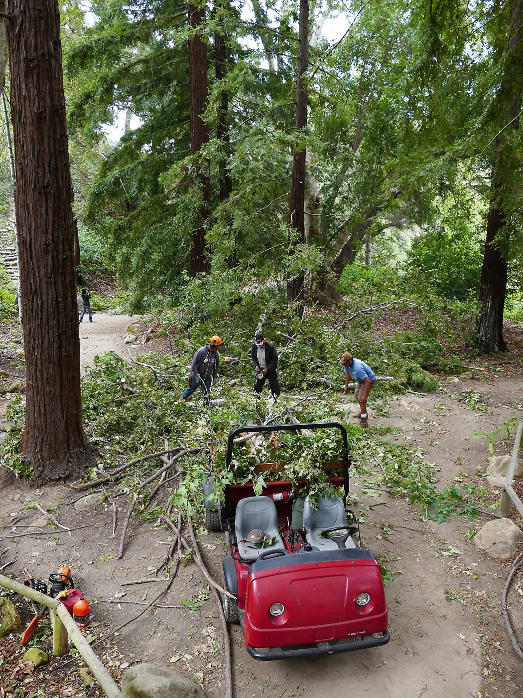 Horticulture crew clearing fallen sycamore branch in the Redwood Section