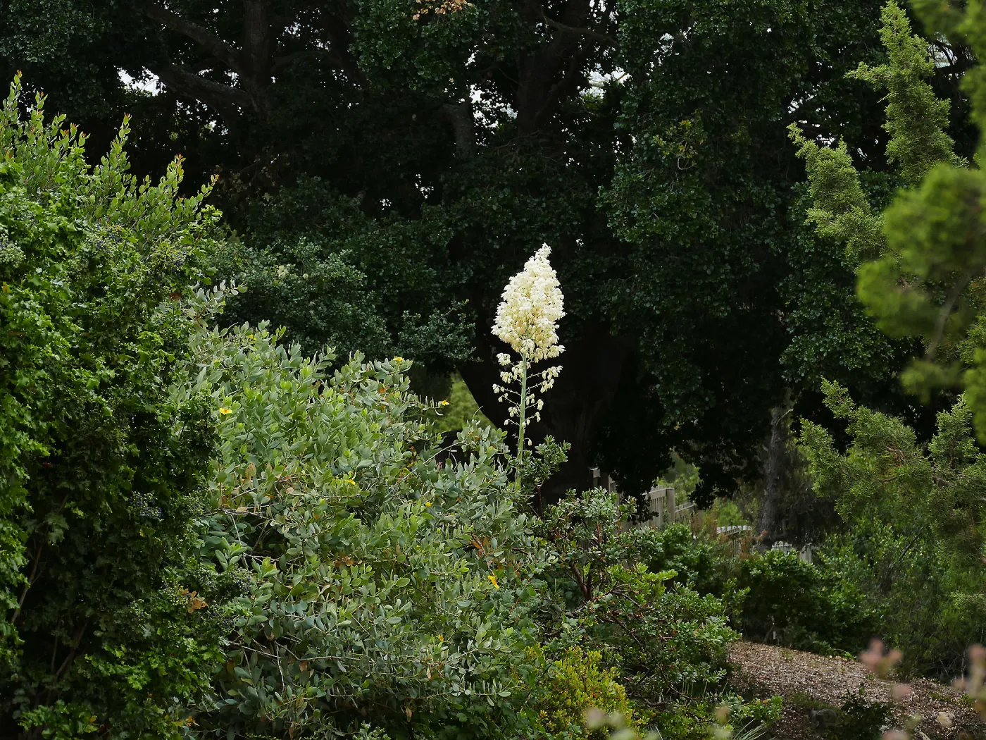 Our Lord’s Candle, Yucca whipplei