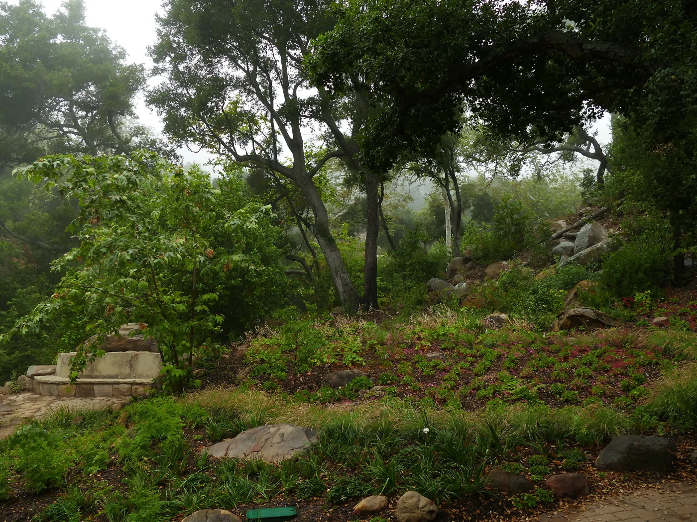 Wooded Dell