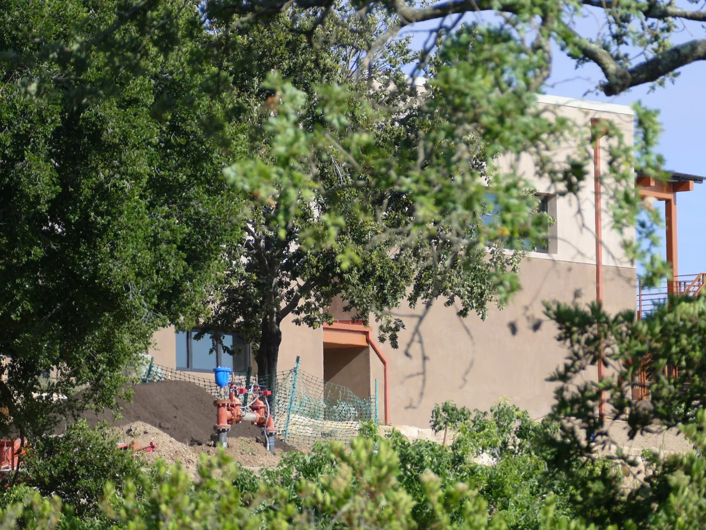 4 months after installation of Island Oaks, flanking the entrance to the new Island Section at the Pritzlaff Conservation Center