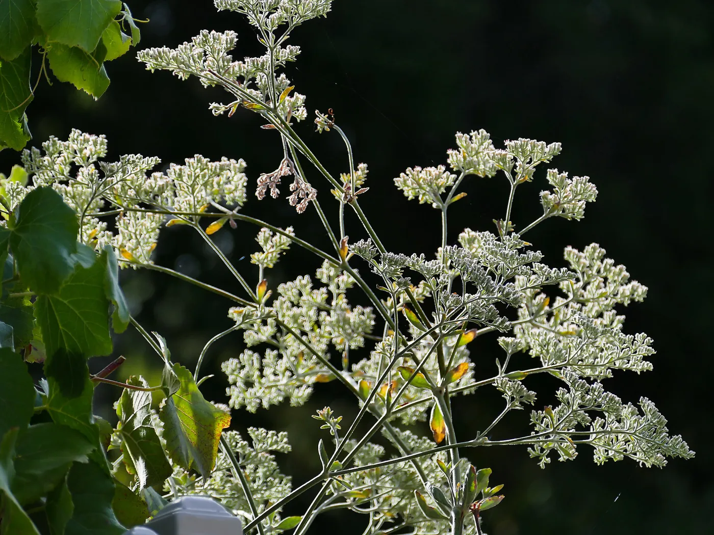 San Clemente Island Buckwheat