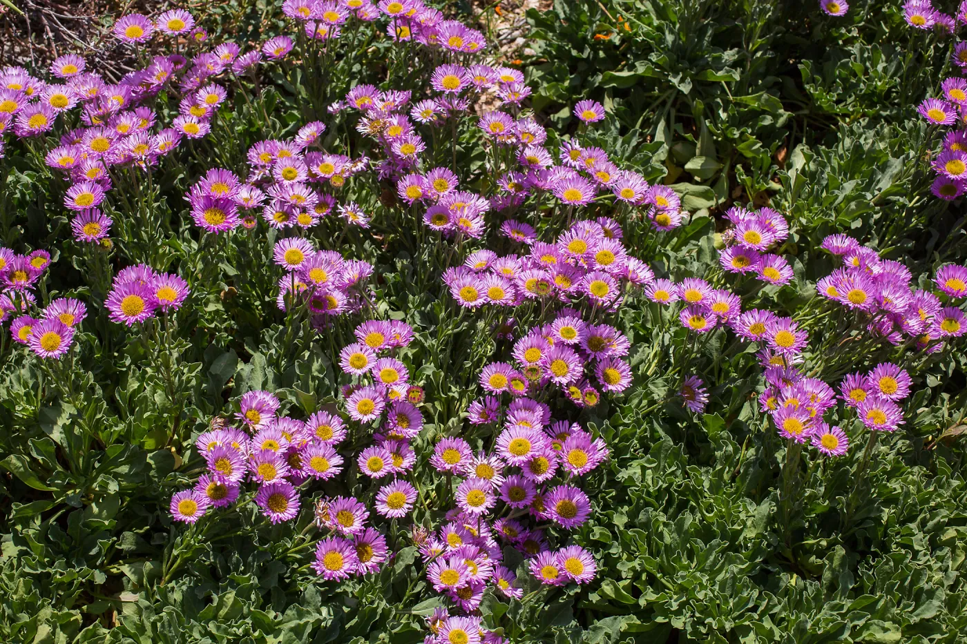 Erigeron glauca in the Meadow