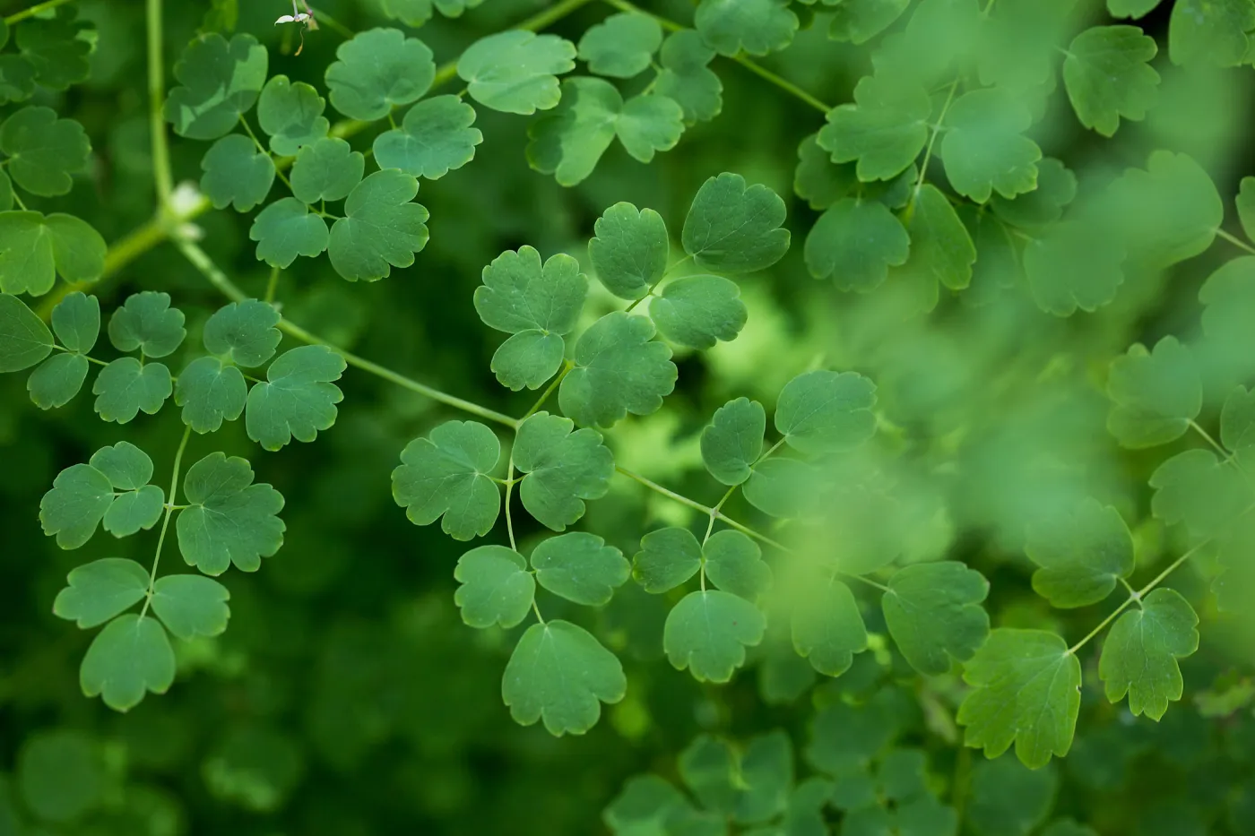 Thalictrum fendleri polycarpum