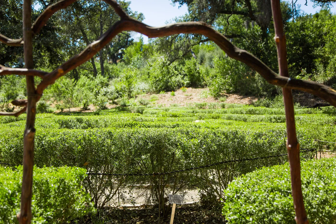 Centennial Maze