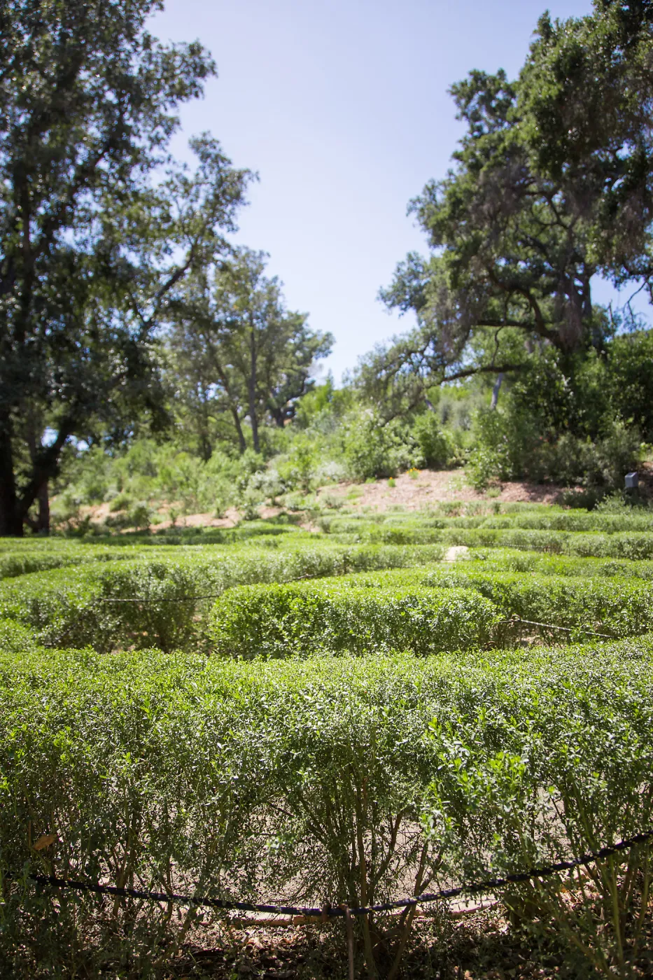 Centennial Maze