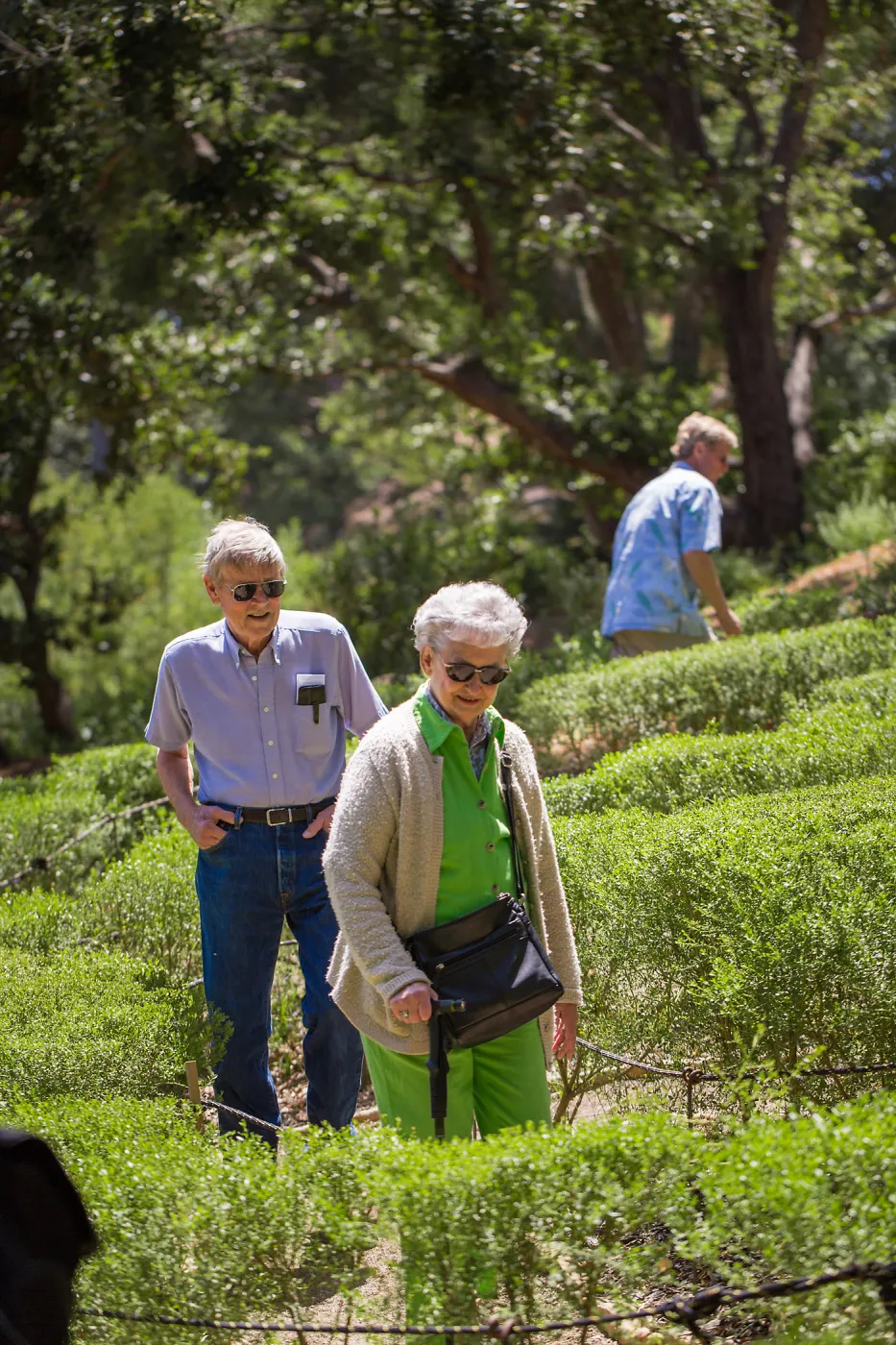 Cultivating the Wild: Native Gardens Tour and 90th Birthday Celebration, Centennial Maze