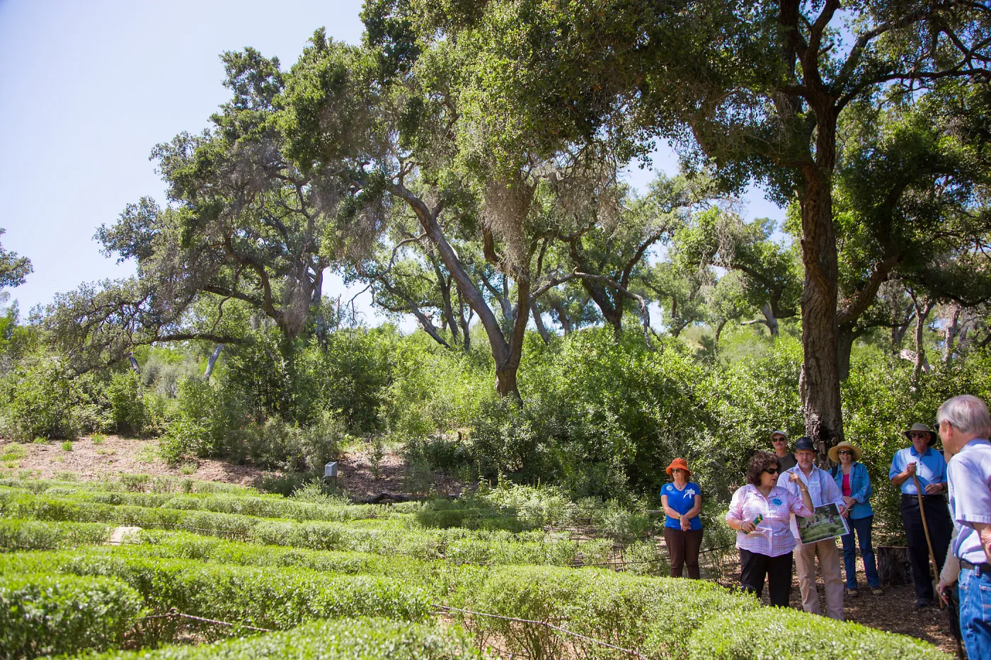 Cultivating the Wild: Native Gardens Tour and 90th Birthday Celebration, Centennial Maze