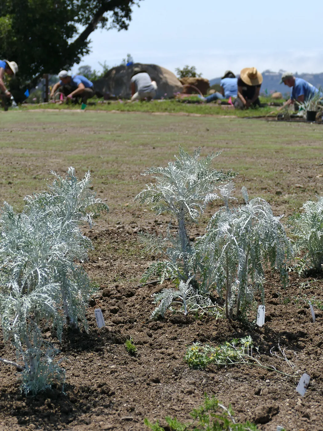 Volunteers and staff planting the new Island View Garden