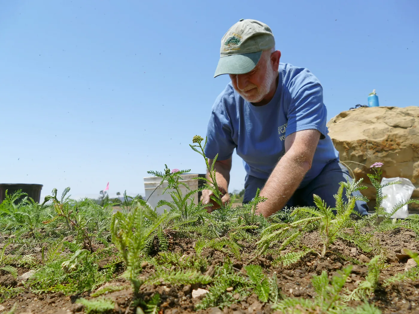 Volunteers and staff planting the new Island View Garden