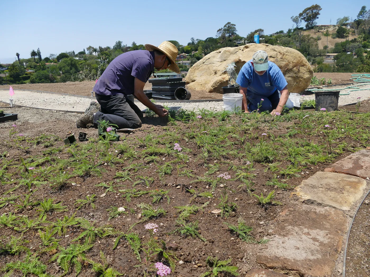 Volunteers and staff planting the new Island View Garden