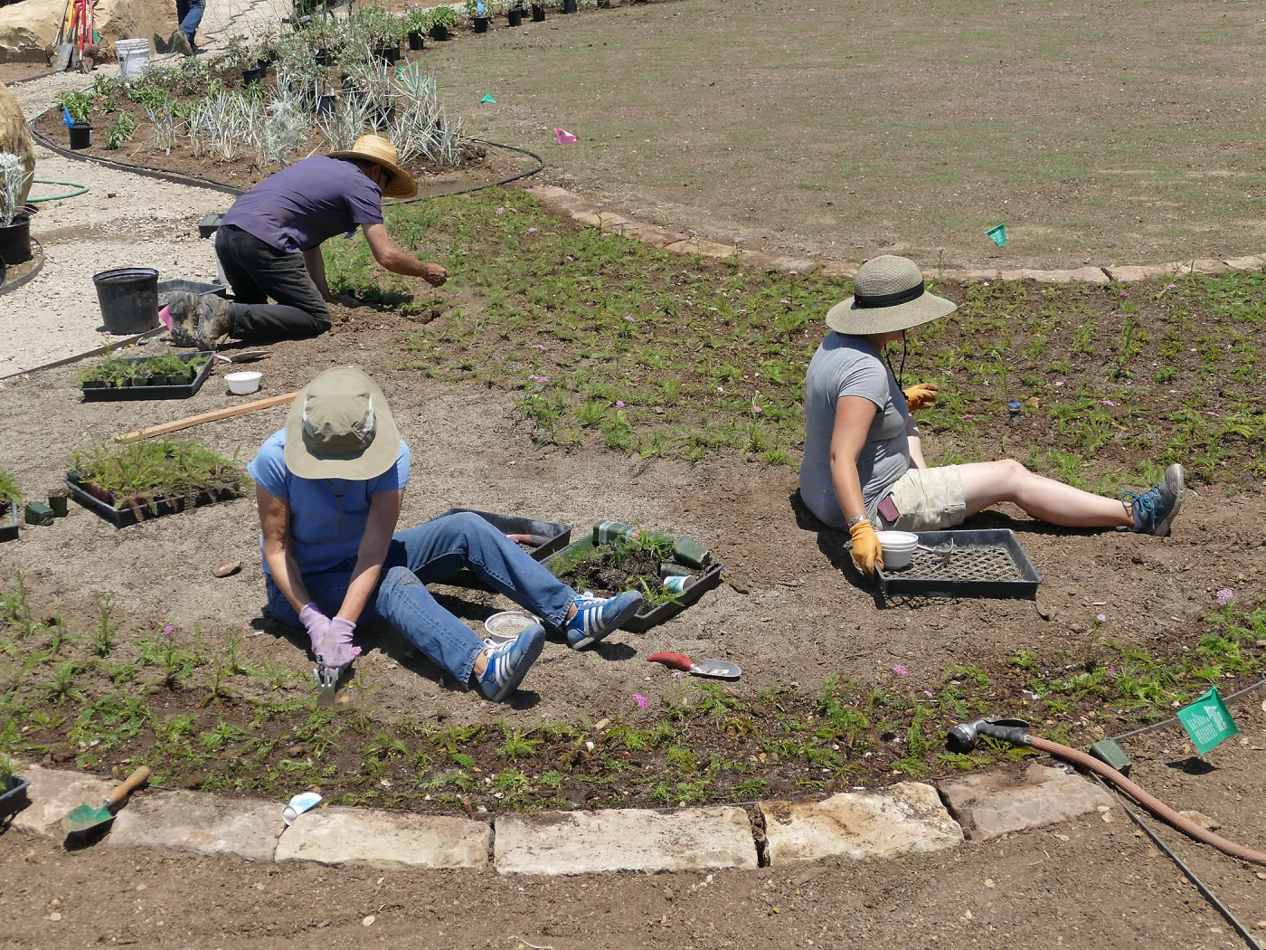 Volunteers and staff planting the new Island View Garden