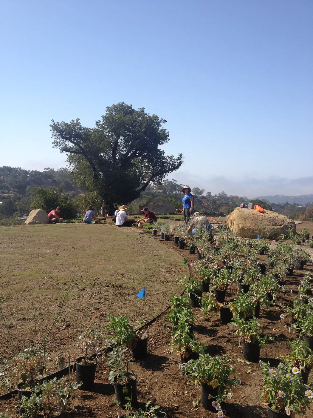 Volunteers and staff planting the new Island View Garden