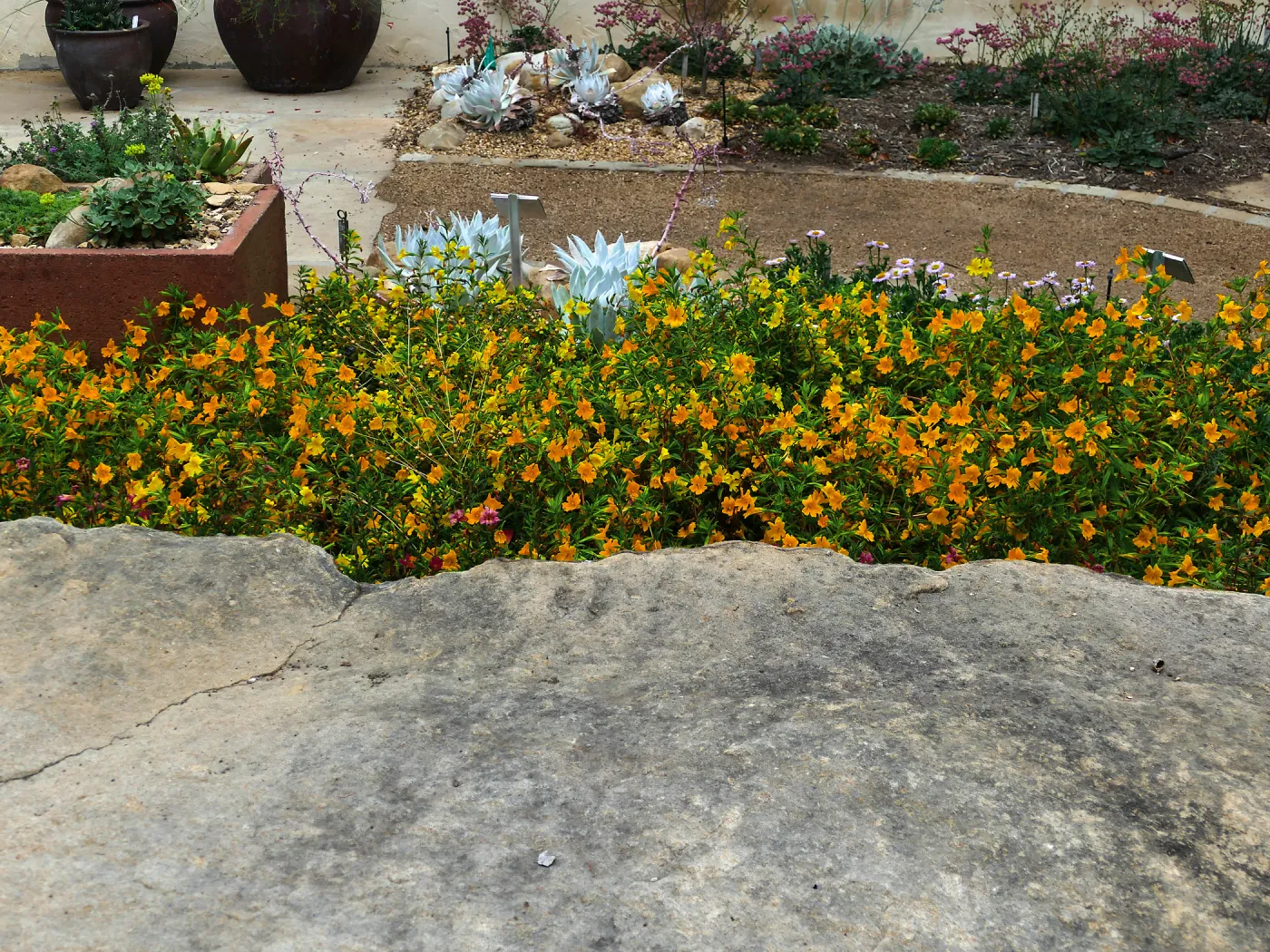 Jelly Bean Yellow And Gold Monkeyflower