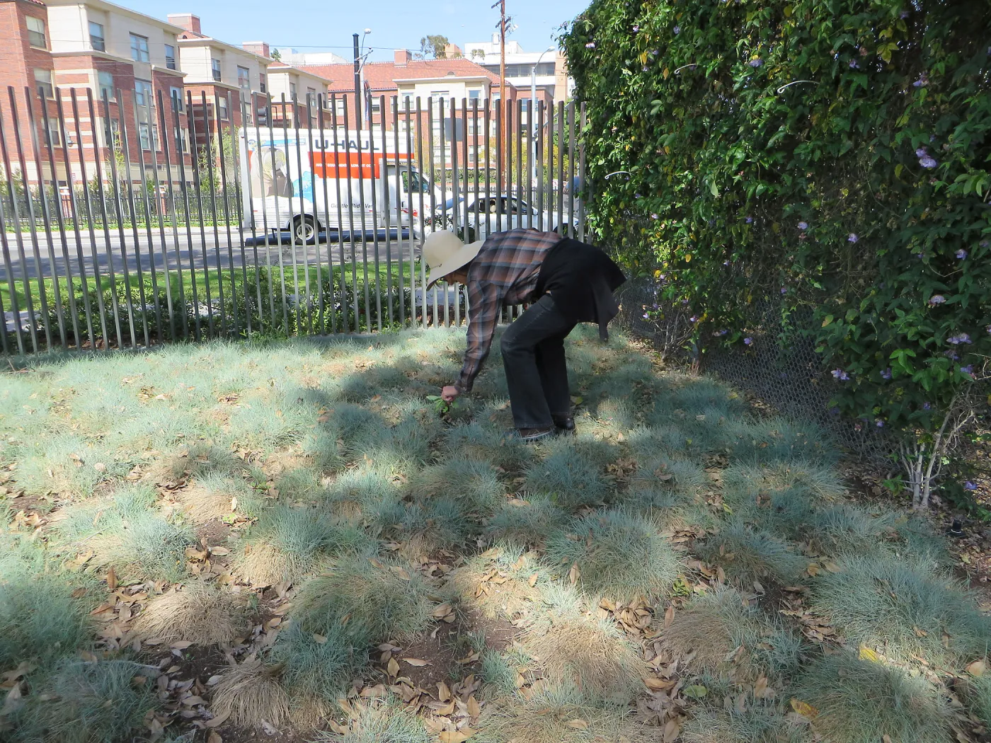 Natural History Museum of Los Angeles, Nature Gardens, Festuca