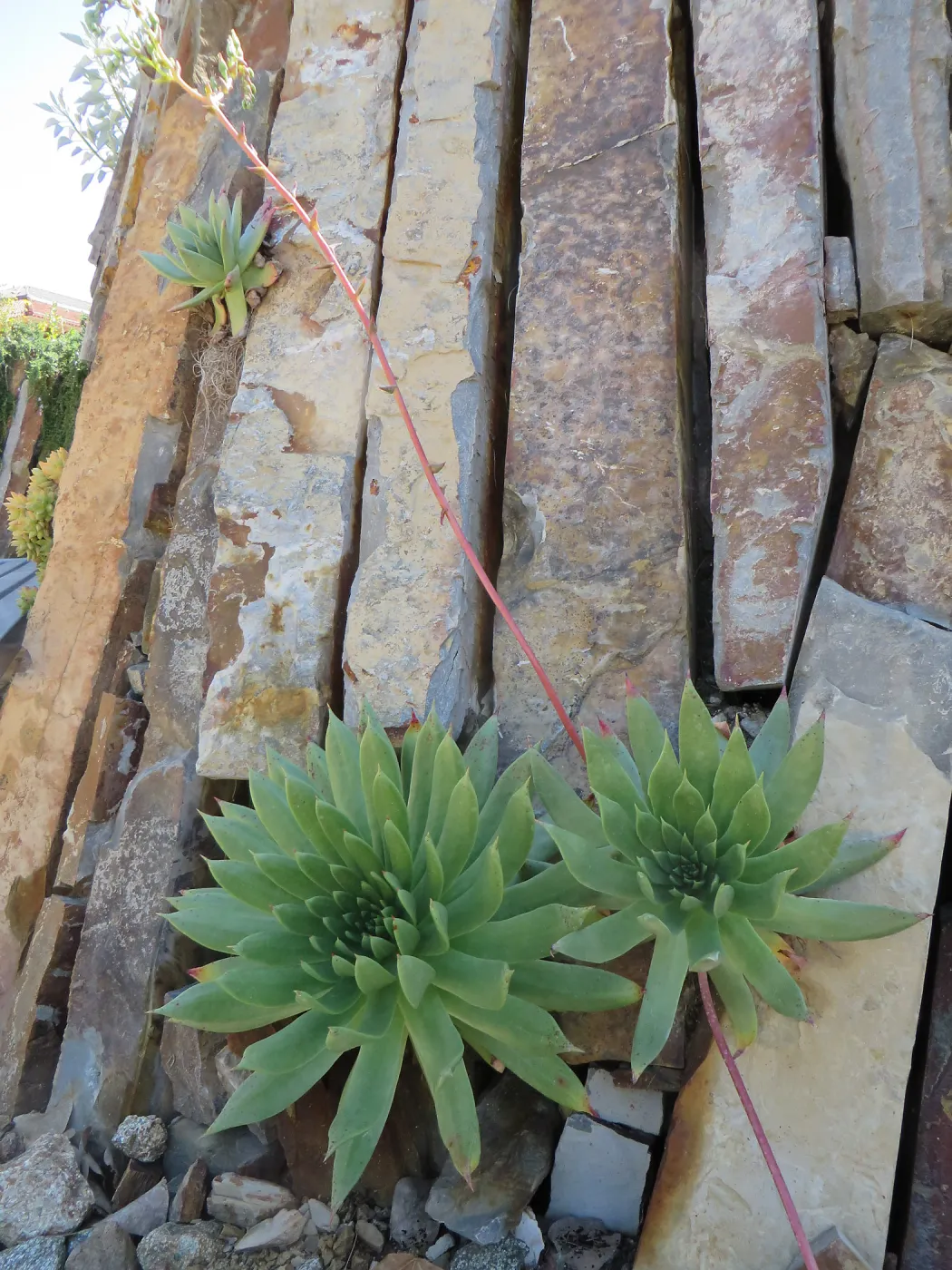Natural History Museum of Los Angeles, Nature Gardens, Rock Walls with Dudleya candelabrum
