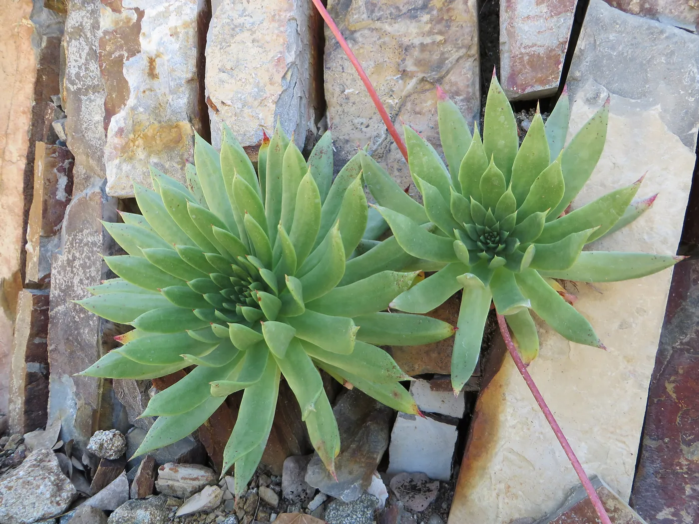 Natural History Museum of Los Angeles, Nature Gardens, Rock Walls, with Dudleya candelabrum