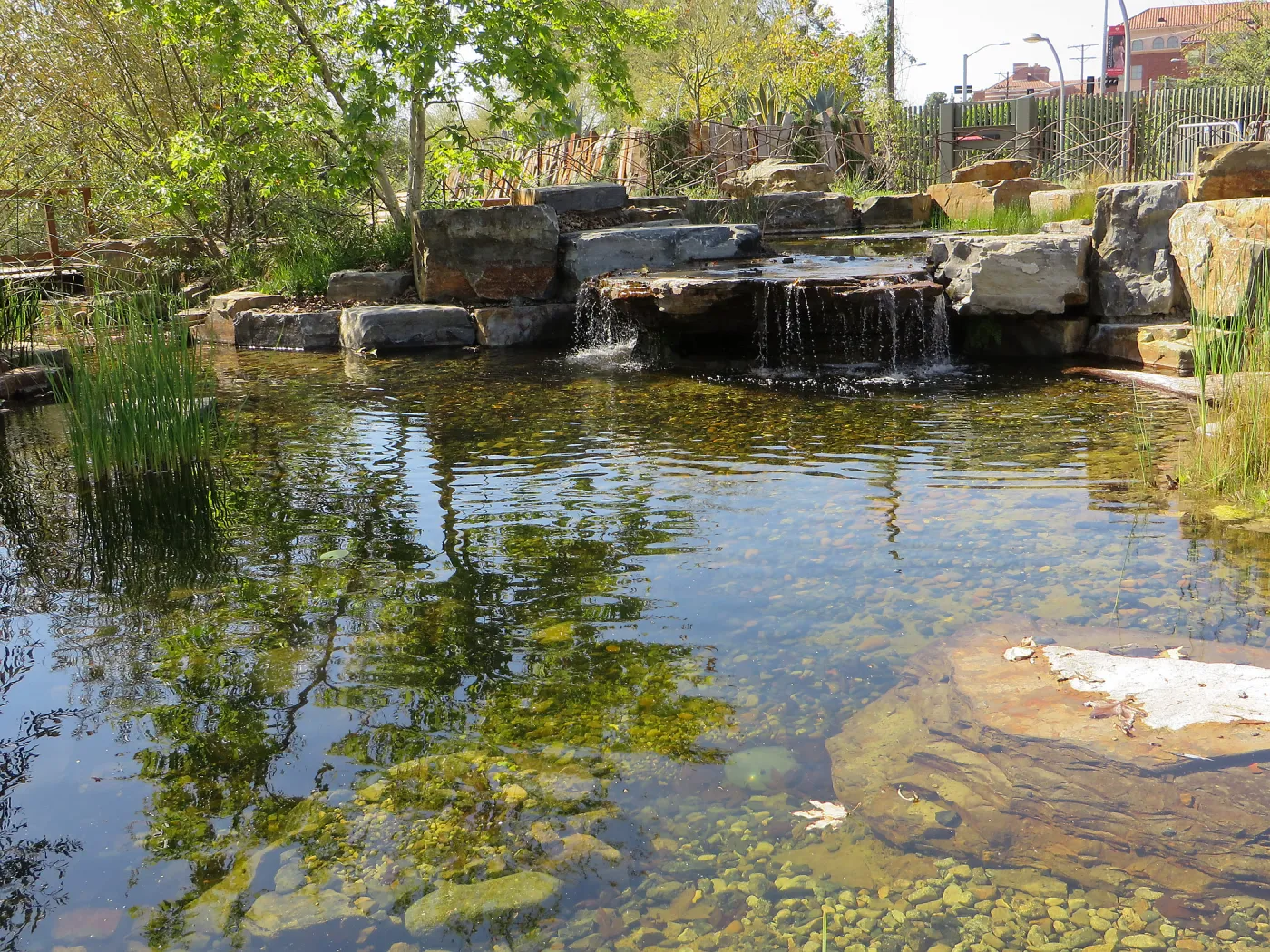 Natural History Museum of Los Angeles, Nature Gardens, Pond