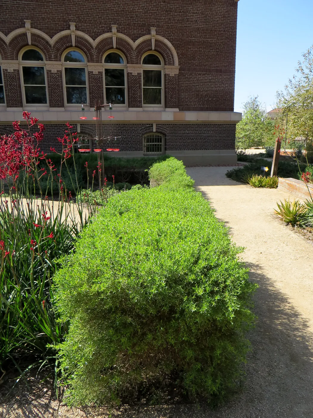 Natural History Museum of Los Angeles, Nature Gardens, Baccharis â€˜Centennial' hedge