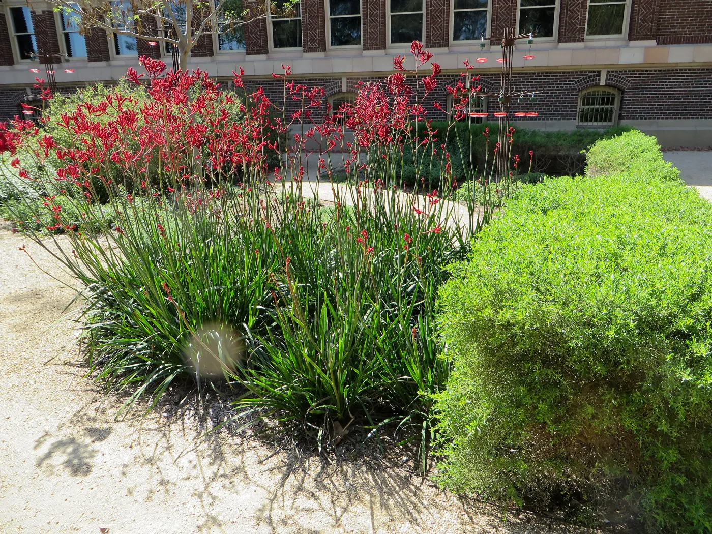 Natural History Museum of Los Angeles, Nature Gardens, Kangaroo Paw