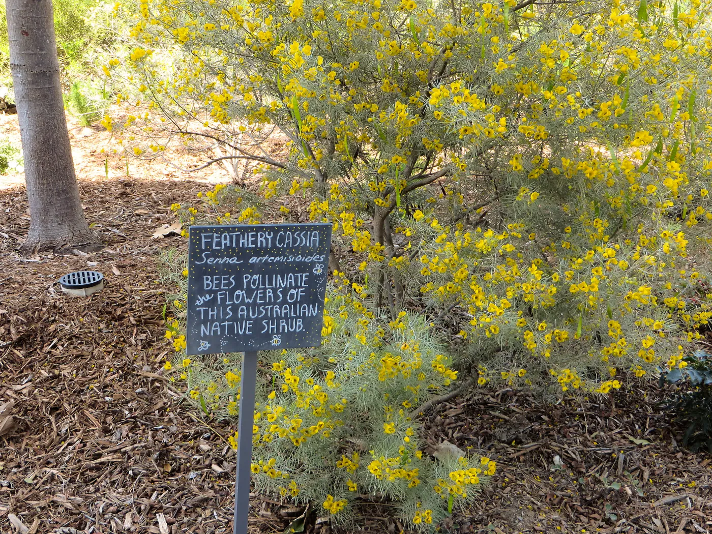 Natural History Museum of Los Angeles, Nature Gardens, Feathery Cassia