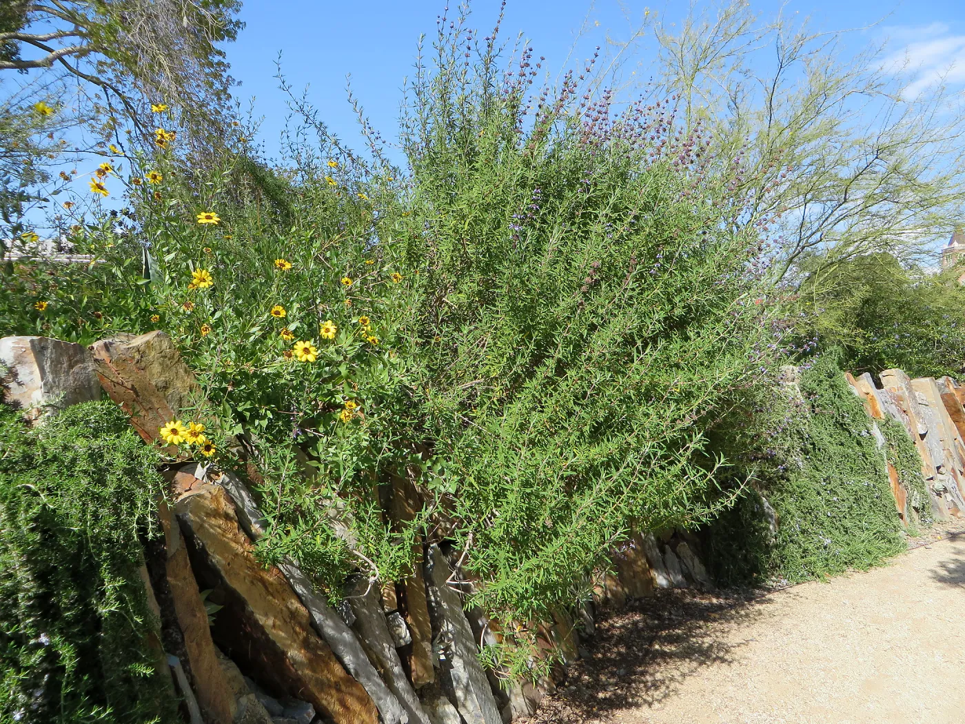 Natural History Museum of Los Angeles, Nature Gardens, Salvia (sage)
