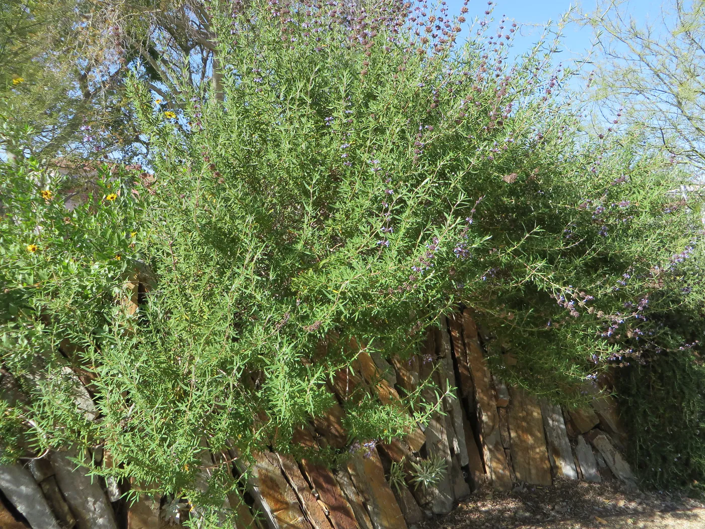 Natural History Museum of Los Angeles, Nature Gardens, Salvia (sage)