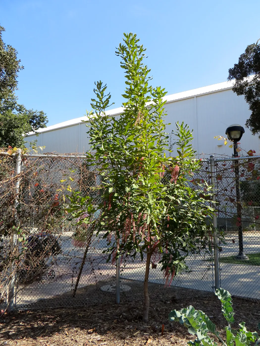 Natural History Museum of Los Angeles, Nature Gardens, Edible Garden