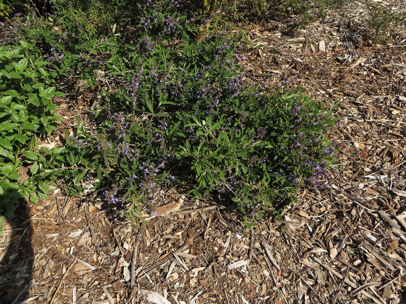 Salvia (sage) volunteer by Porter Bench