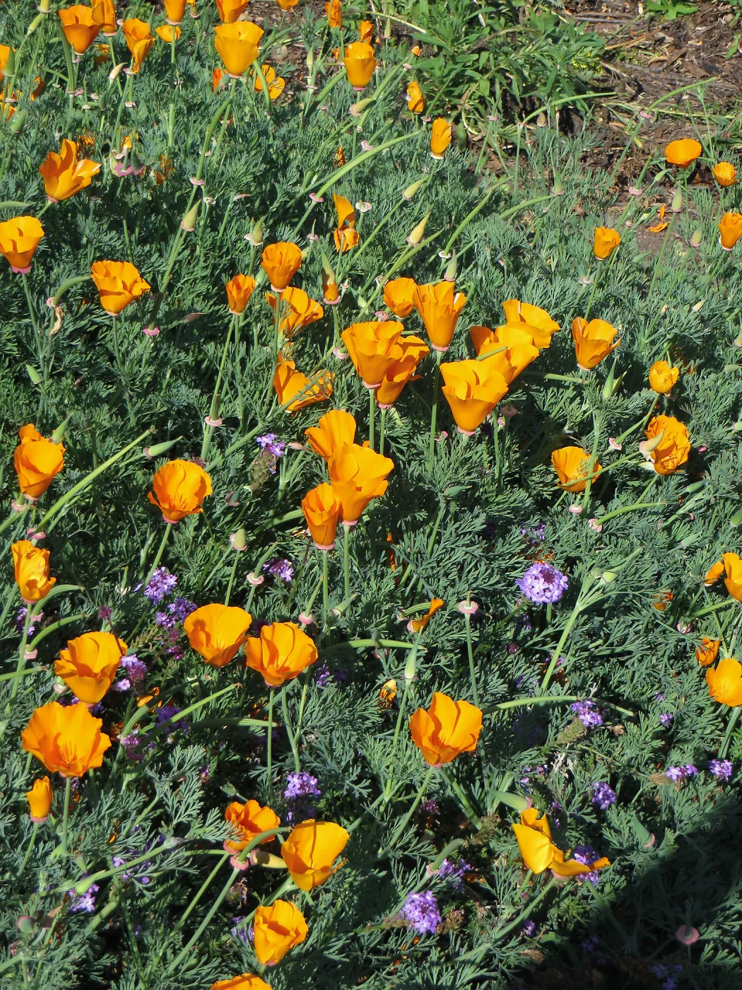 SBBG Poppies and Verbena
