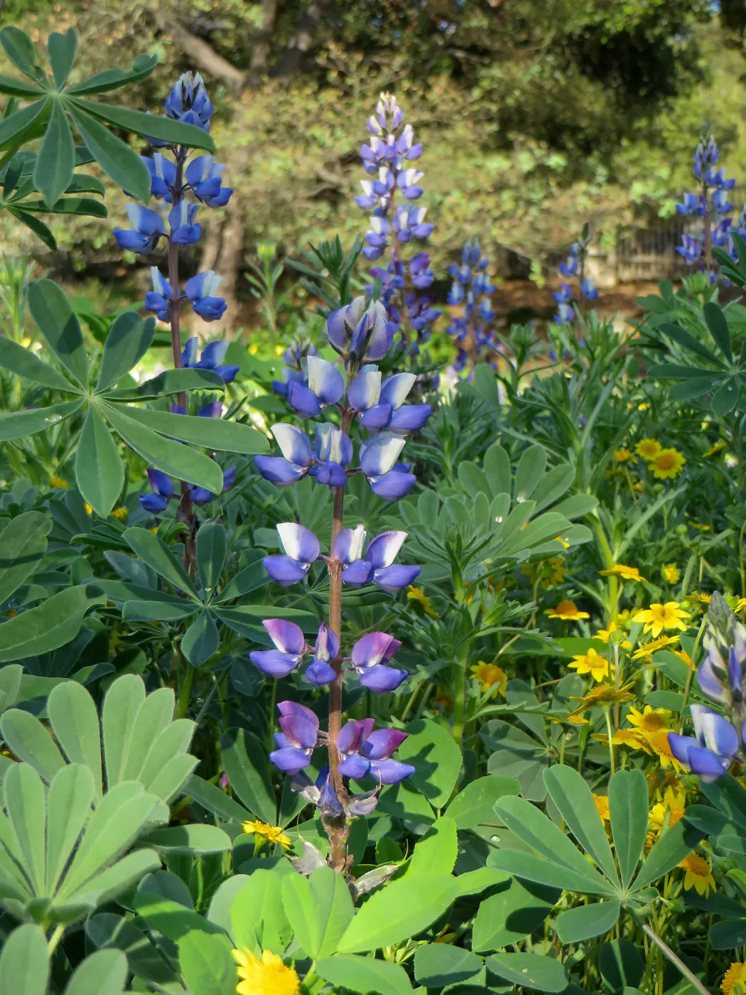 SBBG, Goldfields and Succulent Lupine