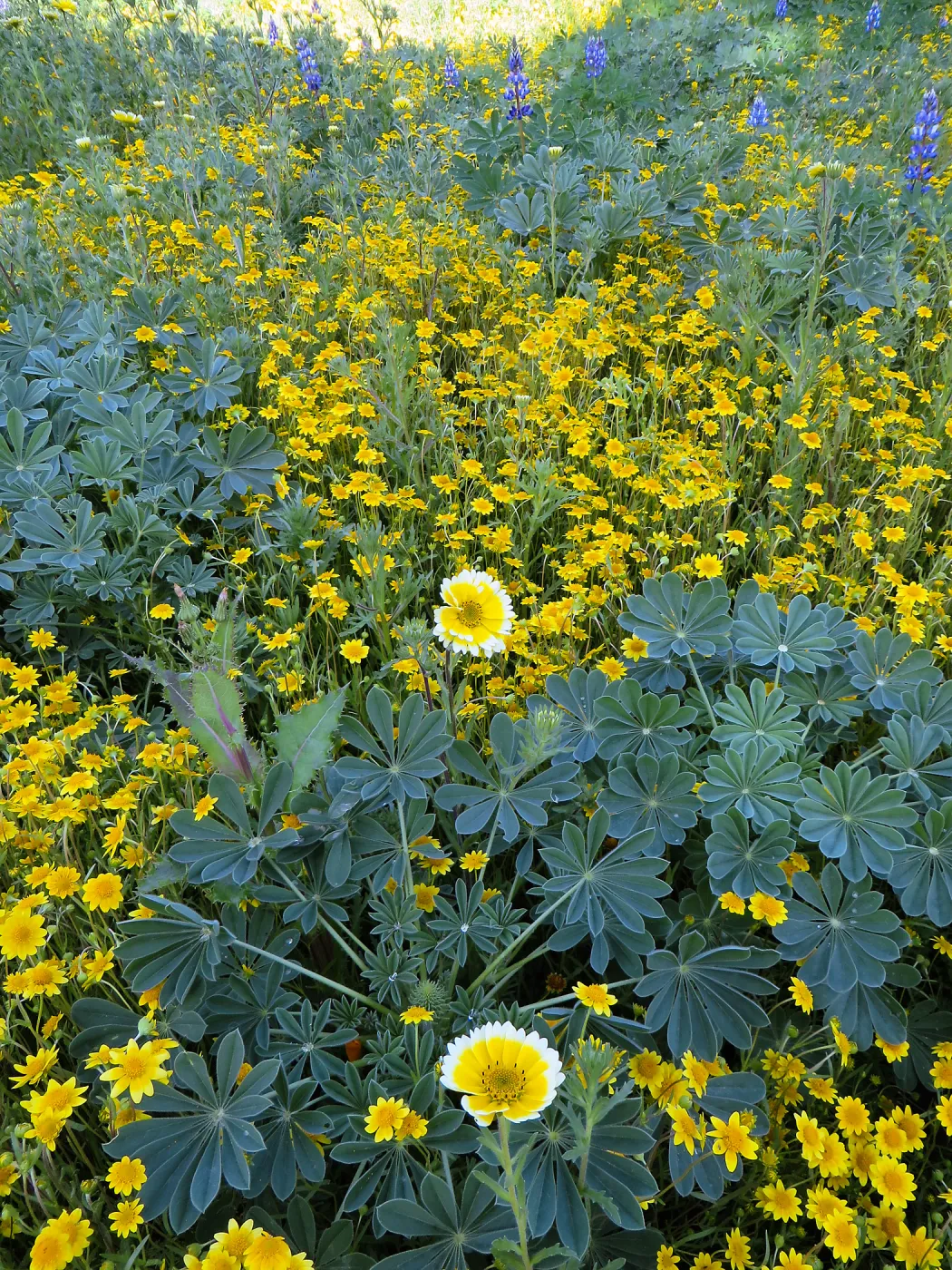 SBBG Meadow Tidy Tips, Gold Fields and Succulent Lupine