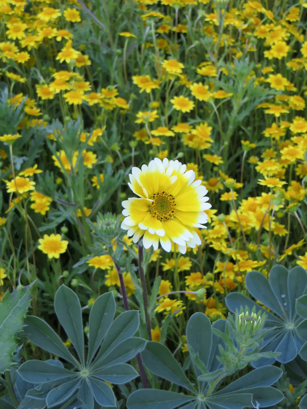 SBBG Meadow Tidy Tips, Gold Fields and Succulent Lupine