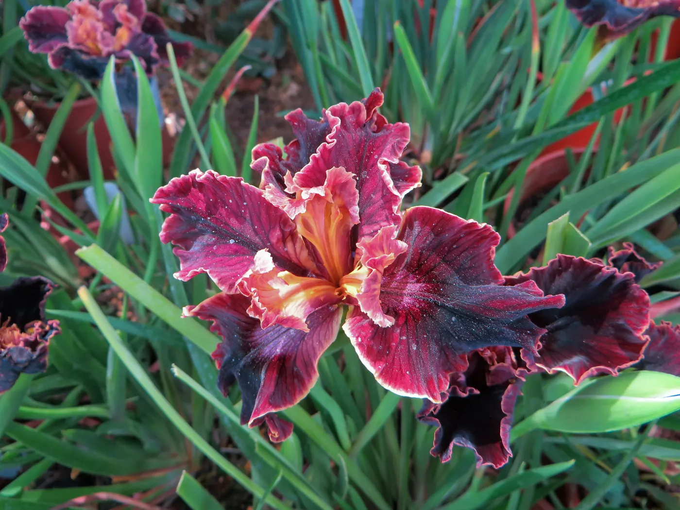 Iris â€˜Now Showing'