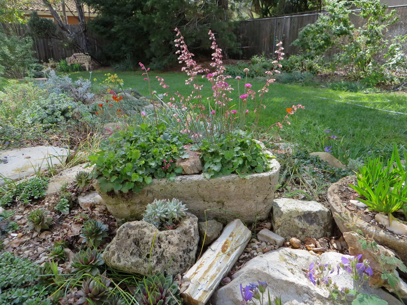 Betsy Collins home garden, trough planters with Heuchera