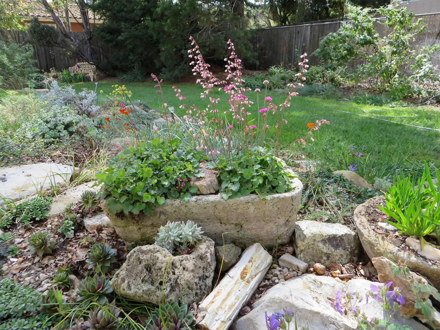 Betsy Collins home garden, trough planters with Heuchera