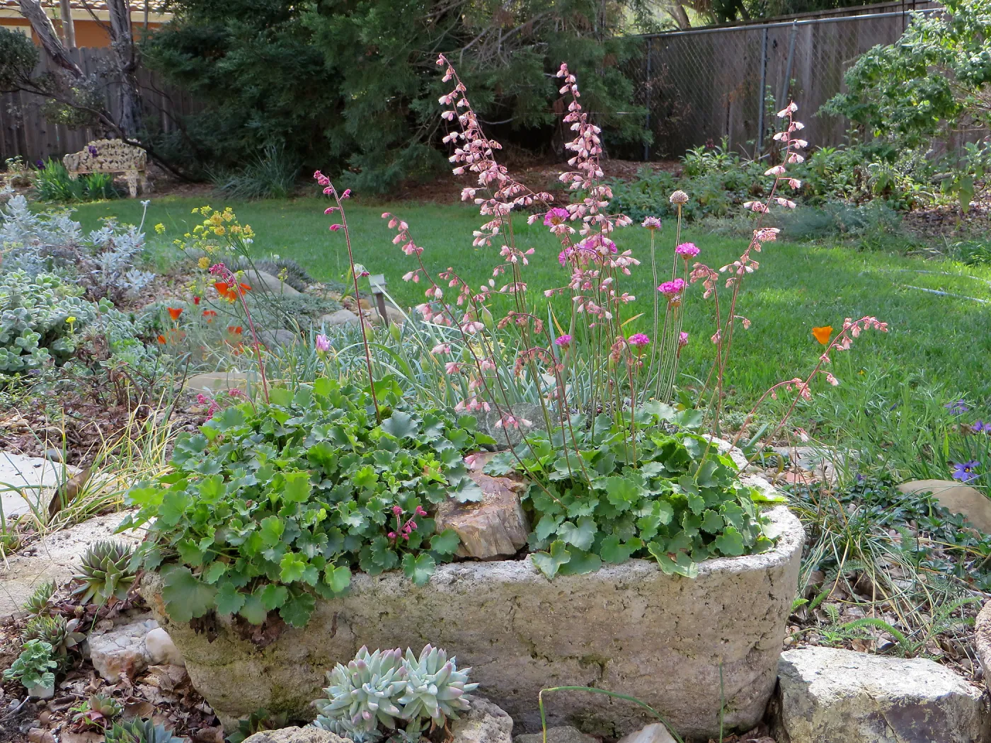 Betsy Collins home garden, trough planters with Heuchera