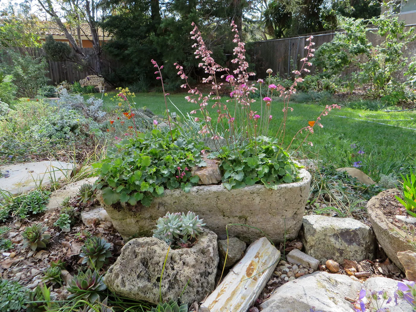 Betsy Collins home garden, trough planters with Heuchera