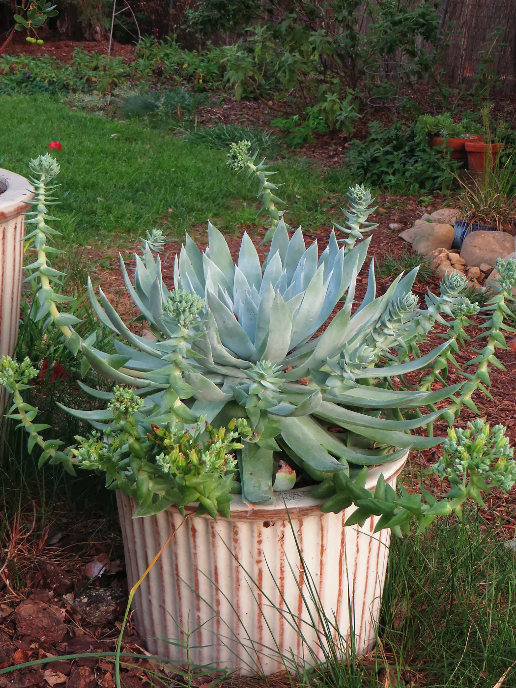 Betsy Collins home garden, Dudleya brittonii