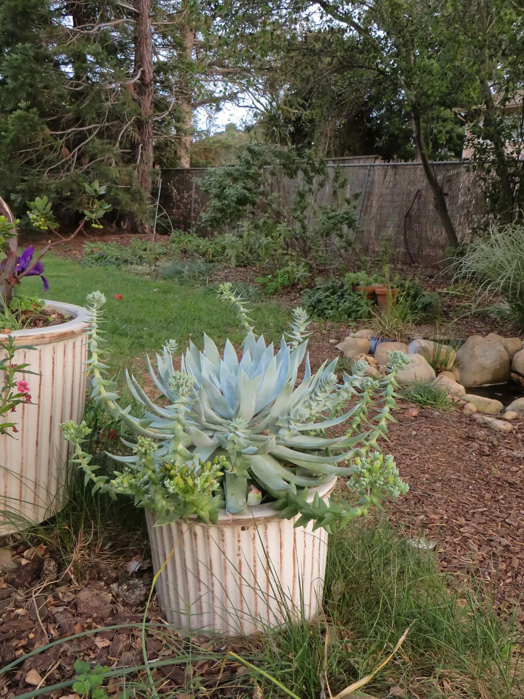 Betsy Collins home garden, Dudleya brittonii