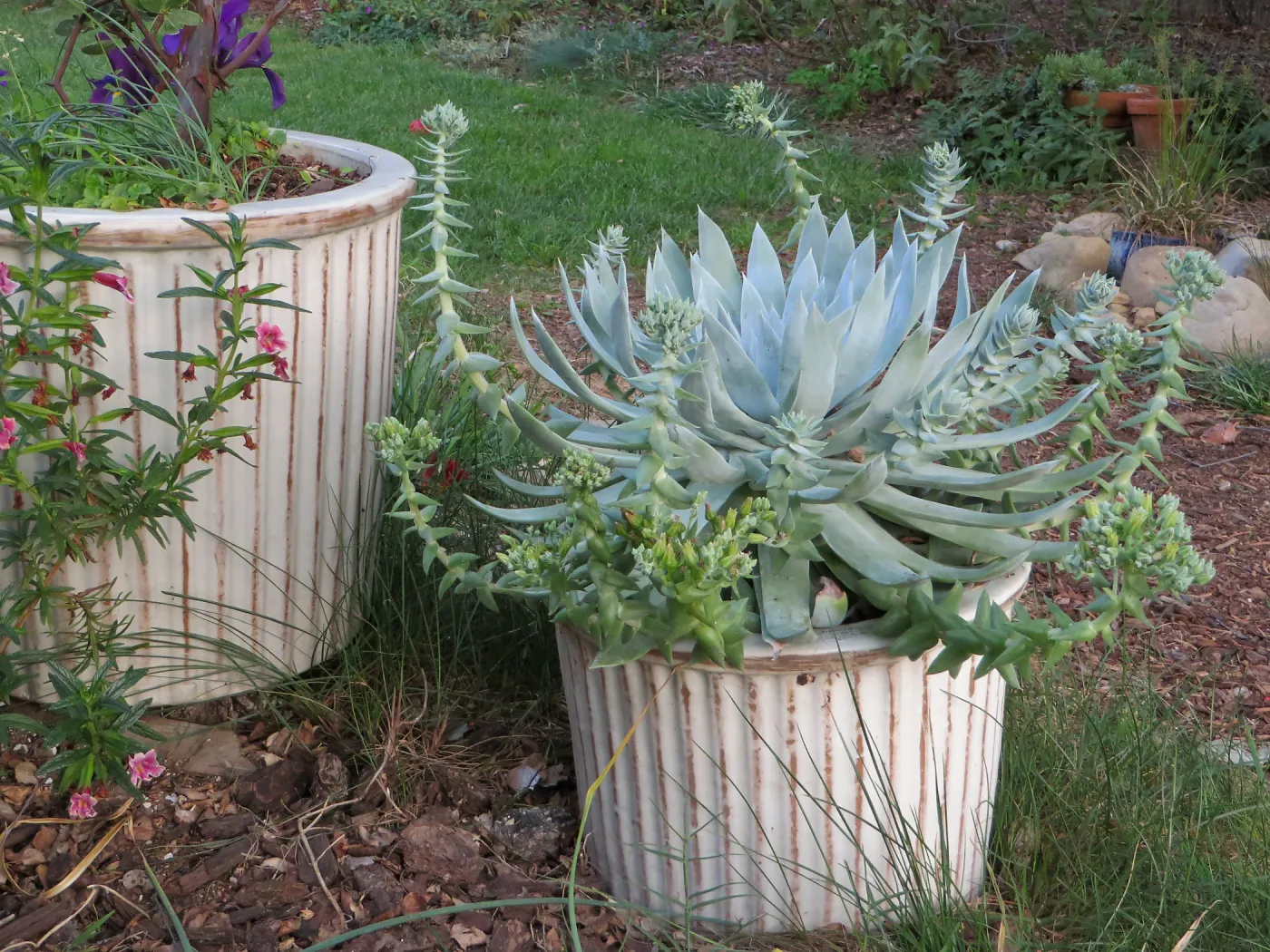 Betsy Collins home garden, Dudleya brittonii