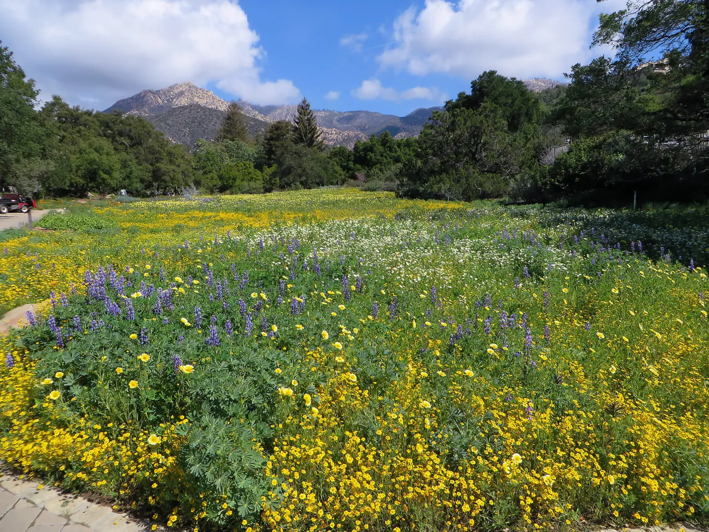 SBBG Meadow, Goldfields, Tidy Tips, Succulent Lupine