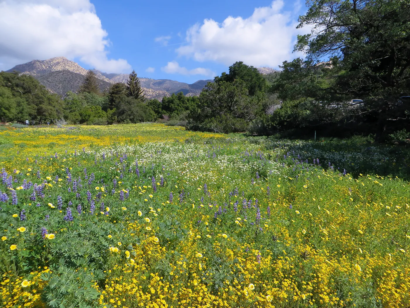 SBBG Meadow, Goldfields, Tidy Tips, Succulent Lupine
