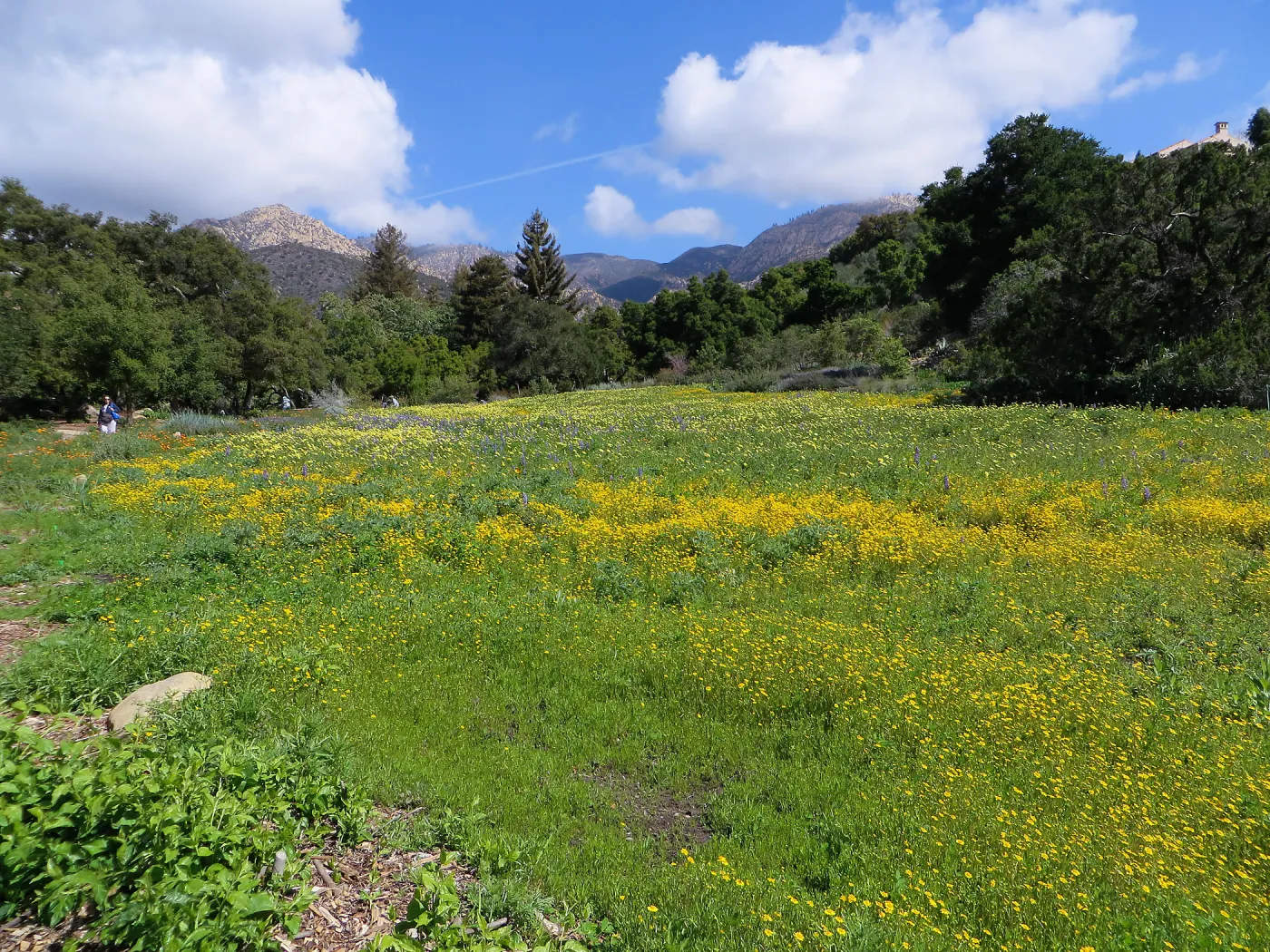 SBBG Meadow, Goldfields, Tidy Tips, Succulent Lupine