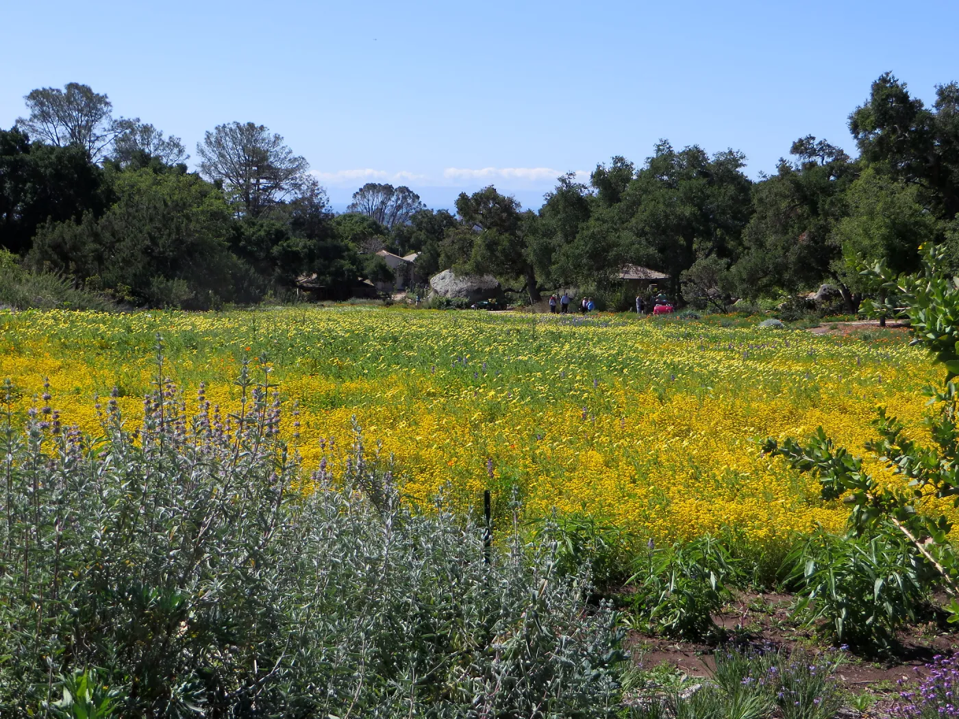 SBBG Meadow, Goldfields, Tidy Tips, Succulent Lupine