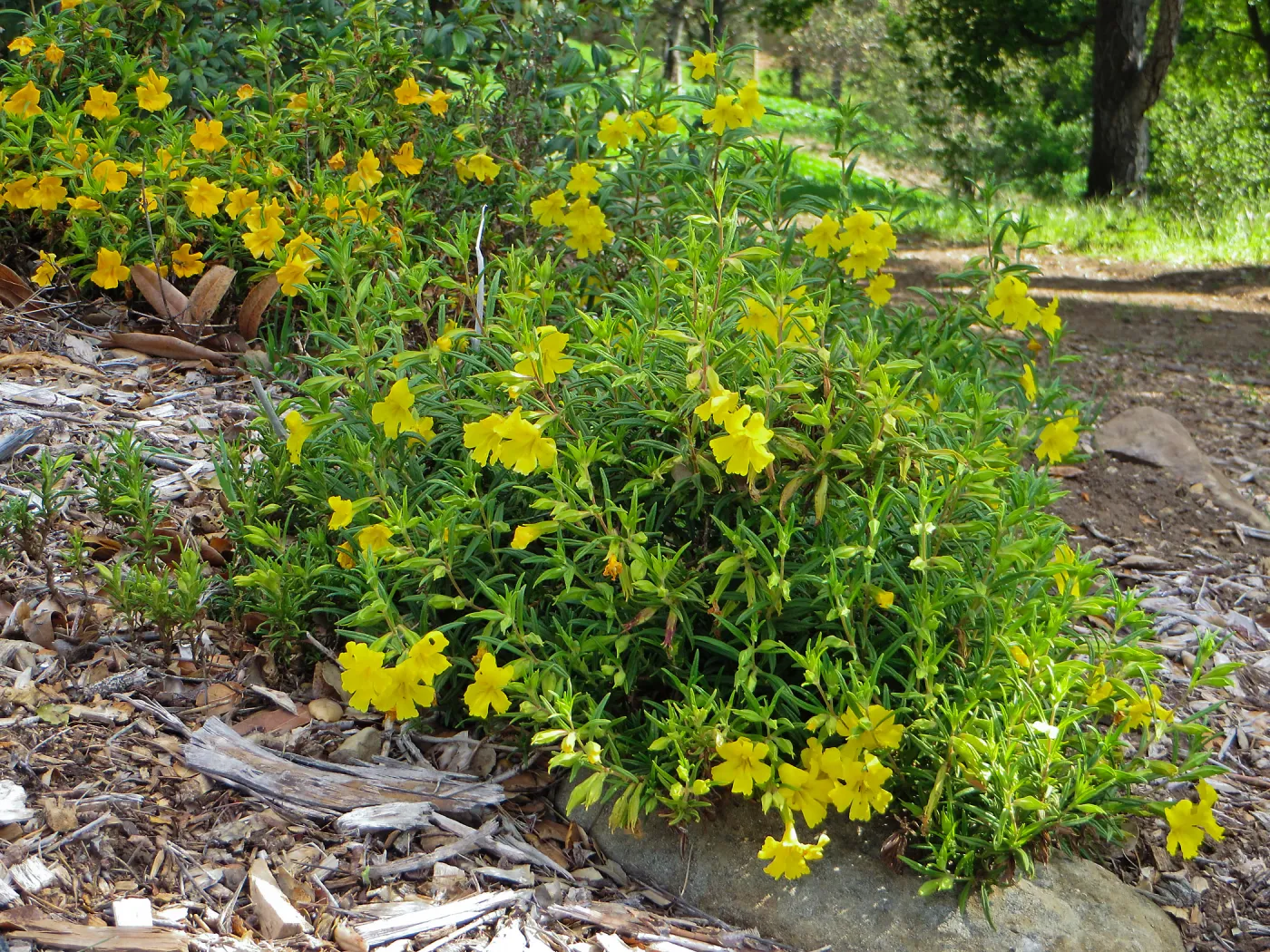 SBBG, Porter Trail, Mimulus â€˜Jelly Bean Gold' & â€˜Jelly Bean Yellow'