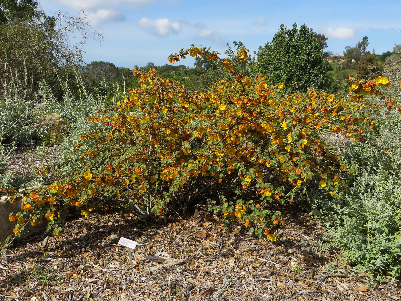 SBBG, Porter Trail, Fremontodendron â€˜El Dorado Gold'