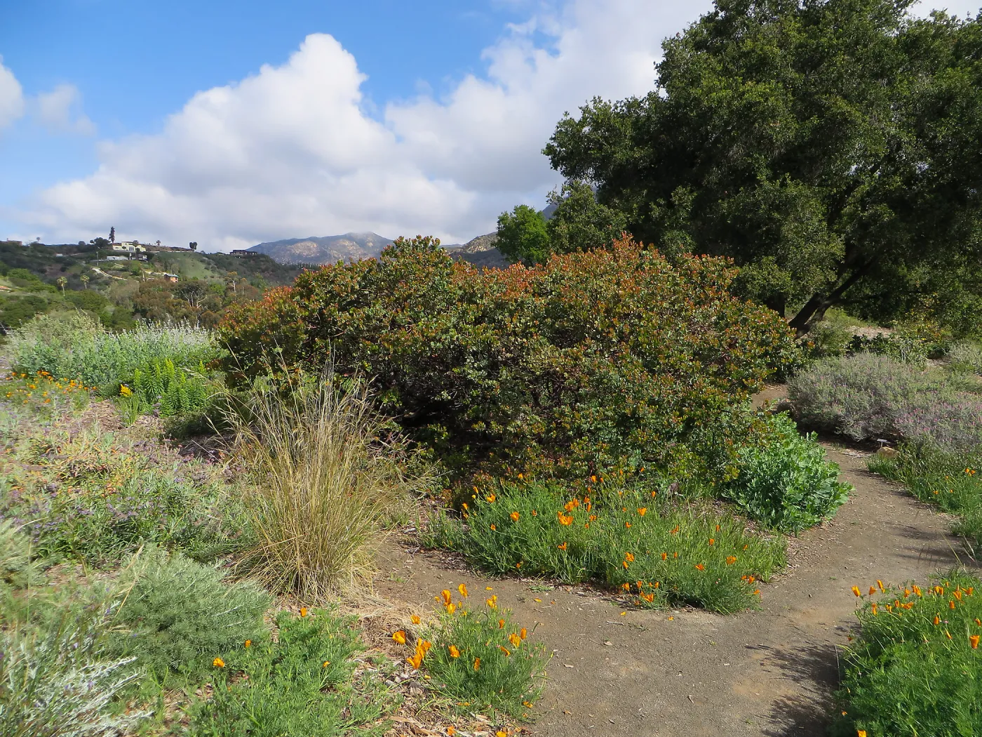 SBBG, Porter Trail, Arctostaphylos Canyon Blush